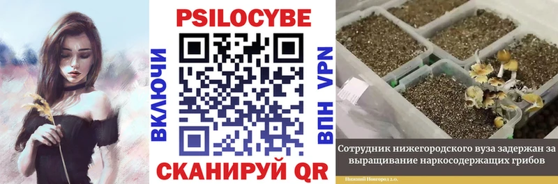 где купить   Усолье-Сибирское  omg сайт  Галлюциногенные грибы Psilocybine cubensis 
